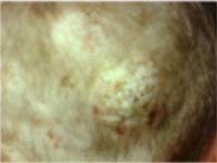 ���� ���������� �����